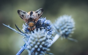 Муха сидит на колючем зеленом листе