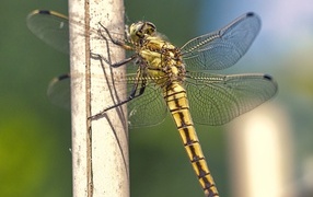 A large beautiful dragonfly sits on a dry branch