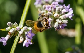 A large bee sits on a lavender flower
