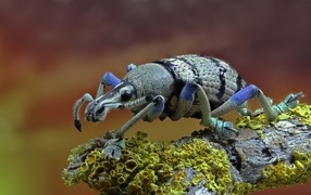 Большой жук долгоносик сидит на старой коряге 