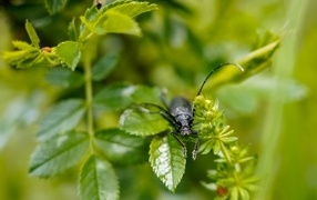 Большой черный жук сидит на ветке розы