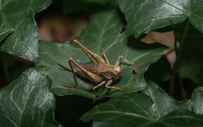 A large grasshopper sits on a green leaf