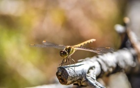 Большая зеленая стрекоза сидит на ветке дерева