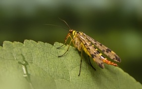 Большой комар сидит на зеленом листе
