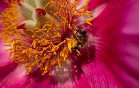 Маленькая пчела в сидит в середине розового цветка