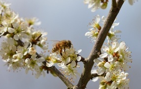 A little bee sits on a cherry blossom