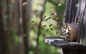 Рой пчел летит к улью