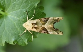 Бабочка агатовая сова на зеленом листе