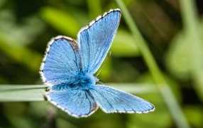 Beautiful blue butterfly sitting on green grass