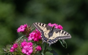 Красивая бабочка на цветке розовой гвоздики