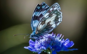Красивая бабочка сидит на синем цветке
