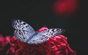 Красивая бабочка сидит на красном цветке