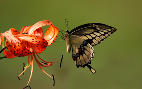 Красивая бабочка сидит на оранжевом цветке