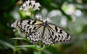 Красивая бабочка расправила крылья на цветке