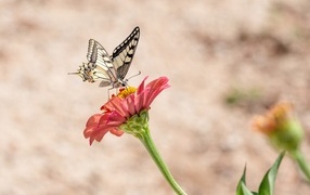 Красивая бабочка махаон сидит на цветке циннии