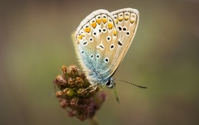 Красивая маленькая бабочка сидит на цветке