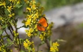 Красивая оранжевая бабочка сидит на желтом цветке