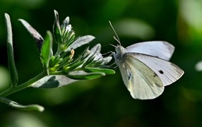Красивая белая бабочка сидит на цветке