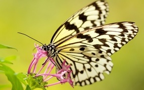 Красивая желтая бабочка на розовом цветке