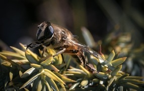 Пчела сидит на зеленом растении