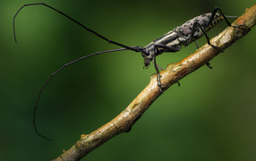 Жук с длинными черными усами на ветке дерева
