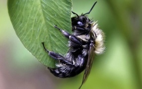 Большая пчела сидит на зеленом листке 