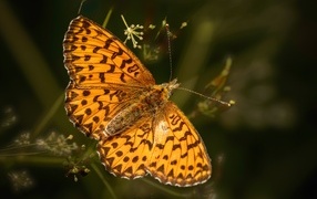 Большая коричневая бабочка сидит на траве