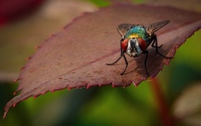 Большая муха сидит на листке