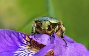 Big green beetle on a flower