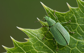 Большой зеленый жук сидит на листе