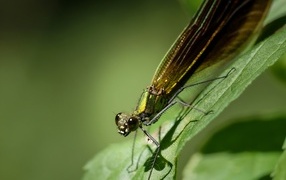 Большая зеленая стрекоза на зеленом листке