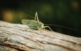 Большой зеленый кузнечик сидит на дереве