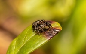 Черный глазастый паук сидит на зеленом листе