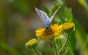 Голубая бабочка сидит на красивом  желтом цветке 