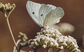 Голубая бабочка сидит на цветке