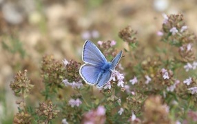 Голубая бабочка сидит на полевом цветке