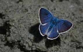Голубая бабочка сидит на песке