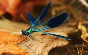 Blue dragonfly sits on a dry leaf