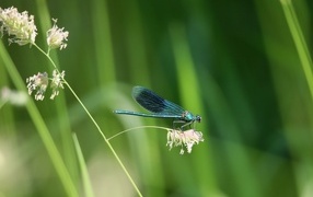 Голубая стрекоза сидит на колоске