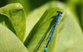 Синяя стрекоза сидит на зеленой траве