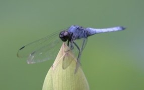 Blue dragonfly sitting on a flower