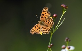 Коричневая бабочка на цветке крупным планом