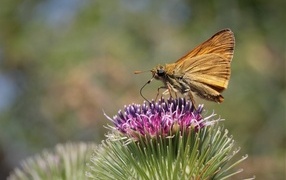 Коричневая бабочка на цветке расторопши крупным планом
