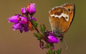Коричневая бабочка на розовом цветке вблизи