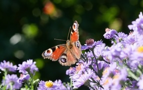 Brown butterfly sits on a September flower