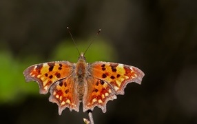 Коричневая бабочка сидит на ветке 