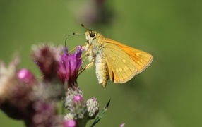 Коричневая бабочка сидит на цветке расторопши