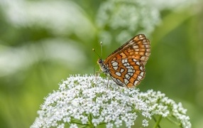 Коричневая бабочка сидит на белом цветке
