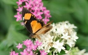 Коричневая бабочка с розовыми и белыми цветами