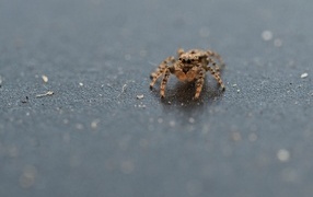 Brown spider on gray asphalt